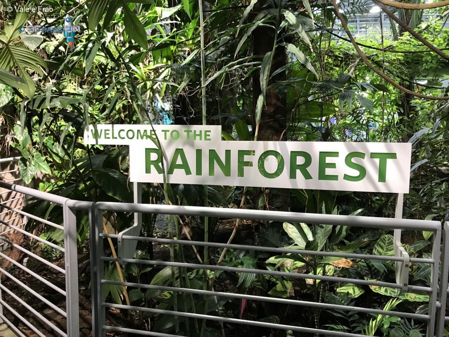 rainforest foresta tropicale accademia della scienza san francisco valeria cagnina francesco baldassarre